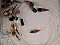 1.3um LED. Type 3WN166-17. typical output>50uW